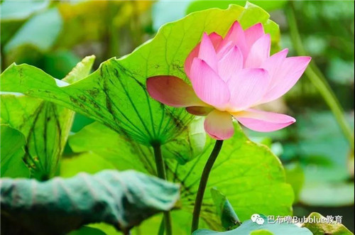 【巴布嚕教育】七月,，愿你如夏花般絢爛